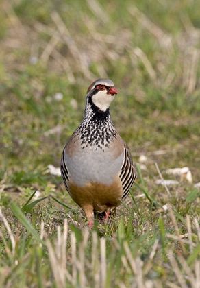 Red-legged Partridge 2